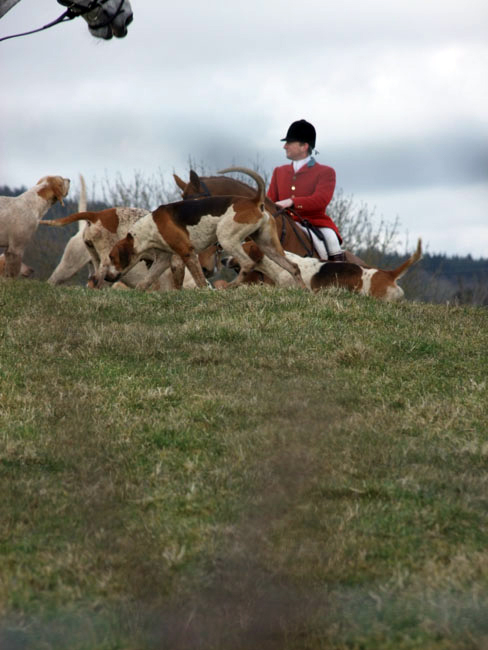 Hounds awaiting their orders form the boss!