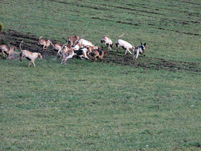 In hot pursuit!