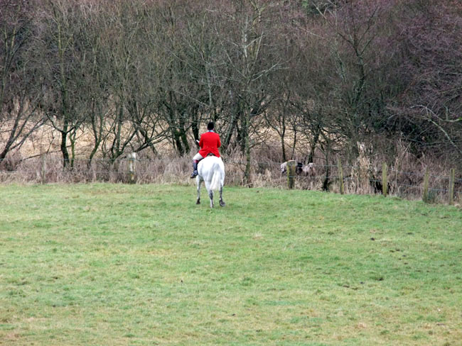 J Armstrong, MFH, watches his hounds hunt